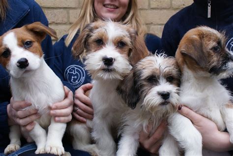battersea windsor dogs